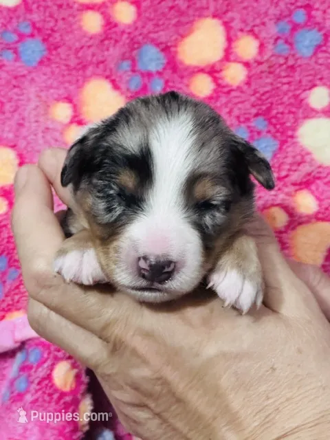H Miss Purple  – Miniature Australian Shepherd puppy for sale in Tallahassee, FL