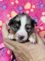 H Miss Purple , a female Miniature Australian Shepherd for sale in Tallahassee, FL – 1 of 4