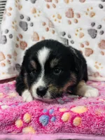 H Miss Orange, a female Miniature Australian Shepherd for sale in Tallahassee, FL – 6 of 10