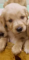 L Miss Red, a female Golden Retriever for sale in Tallahassee, FL – 5 of 8