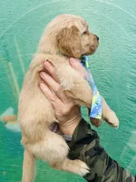 S Mr Light Blue, a male Golden Retriever for sale in Tallahassee, FL – 4 of 10
