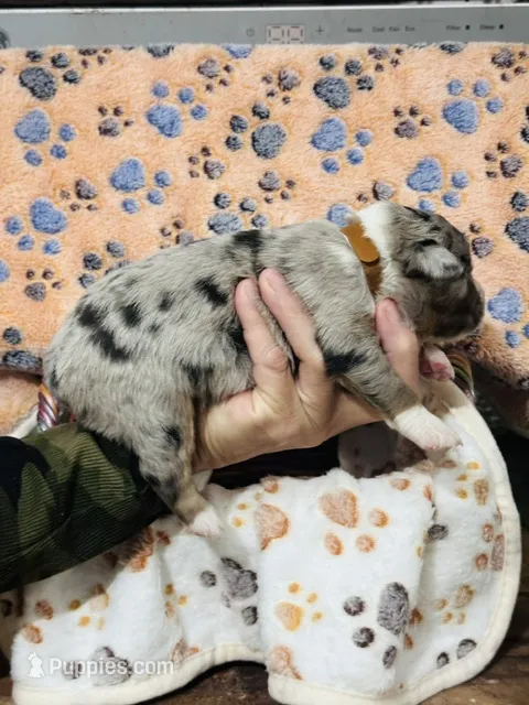 H Mr. Brown – Miniature Australian Shepherd puppy for sale in Tallahassee, FL