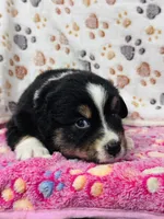 H Miss Orange, a female Miniature Australian Shepherd for sale in Tallahassee, FL – 5 of 10