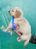 S Mr Red, a male Golden Retriever for sale in Tallahassee, FL – 2 of 7