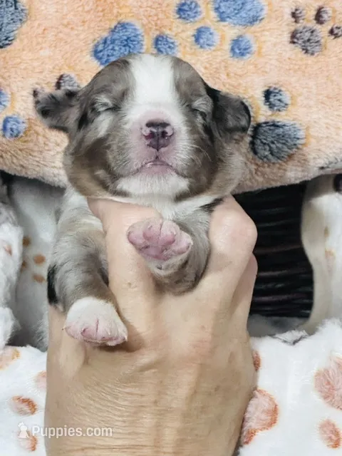 H Mr Brown – Miniature Australian Shepherd puppy for sale in Tallahassee, FL