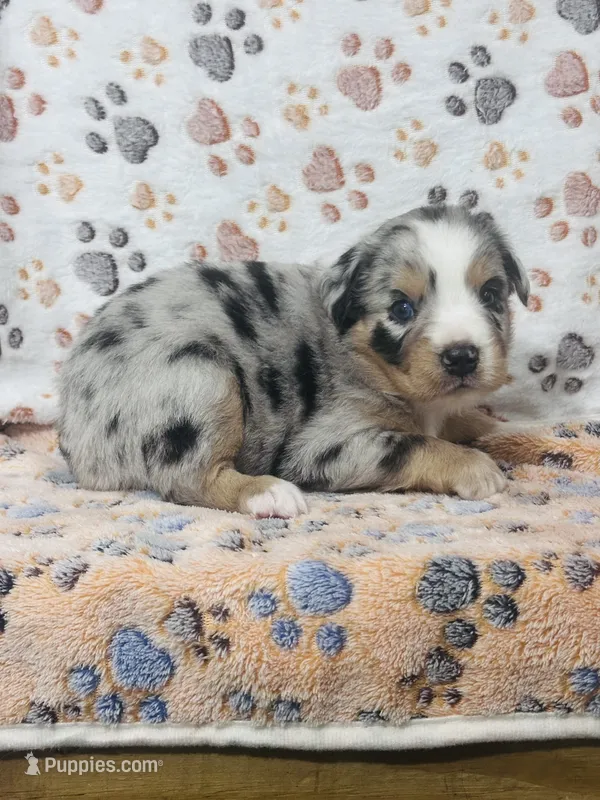 H Mr Blue – Miniature Australian Shepherd puppy for sale in Tallahassee, FL