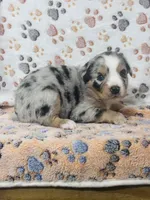 H Mr Blue, a male Miniature Australian Shepherd for sale in Tallahassee, FL – 4 of 10