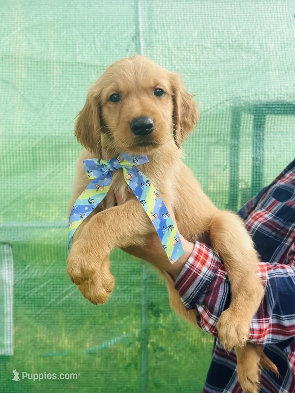 L Mr Mint Green – Golden Retriever puppy for sale in Tallahassee, FL