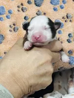 R Mr. Green, a male Miniature Australian Shepherd for sale in Tallahassee, FL – 2 of 3