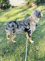 Rhea , a female Miniature Australian Shepherd for sale in Tallahassee, FL – 6 of 6