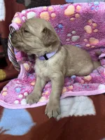 S Miss Purple, a female Golden Retriever for sale in Tallahassee, FL – 3 of 3