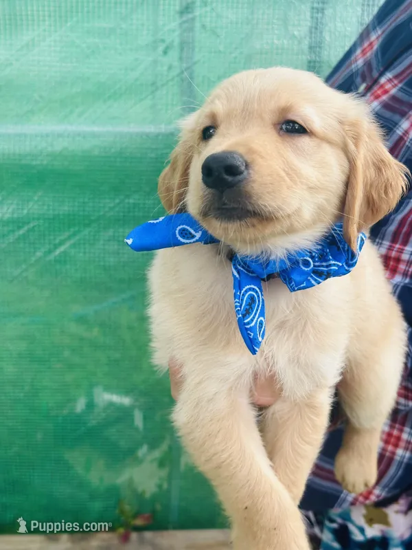 L Mr Brown – Golden Retriever puppy for sale in Tallahassee, FL