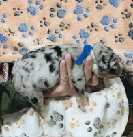 H Mr Blue, a male Miniature Australian Shepherd for sale in Tallahassee, FL – 5 of 5