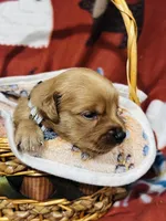 L Mr Gray, a male Golden Retriever for sale in Tallahassee, FL – 2 of 3