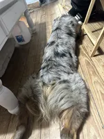 Rhea , a female Miniature Australian Shepherd for sale in Tallahassee, FL – 5 of 6