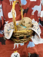 L Mr Light Blue, a male Golden Retriever for sale in Tallahassee, FL – 3 of 3