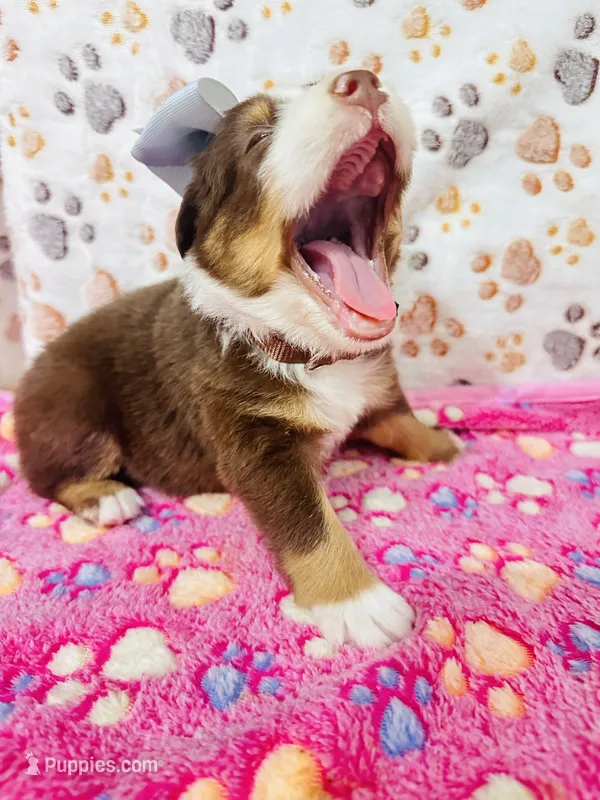 H Miss Brown – Miniature Australian Shepherd puppy for sale in Tallahassee, FL