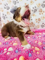 H Miss Brown, a female Miniature Australian Shepherd for sale in Tallahassee, FL – 2 of 9