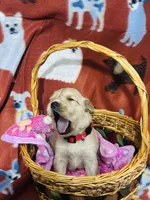 L Miss Red, a female Golden Retriever for sale in Tallahassee, FL – 2 of 3