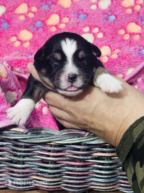 H Miss Orange – Miniature Australian Shepherd puppy for sale in Tallahassee, FL