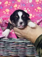 H Miss Orange, a female Miniature Australian Shepherd for sale in Tallahassee, FL – 1 of 3