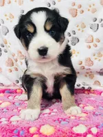 H Miss Black , a female Miniature Australian Shepherd for sale in Tallahassee, FL – 6 of 10