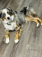 Rhea , a female Miniature Australian Shepherd for sale in Tallahassee, FL – 3 of 6