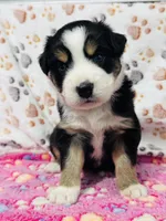 H Miss Black , a female Miniature Australian Shepherd for sale in Tallahassee, FL – 2 of 10
