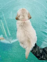 S Mr Red, a male Golden Retriever for sale in Tallahassee, FL – 4 of 7