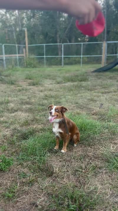 Moose, a male Miniature Australian Shepherd for sale in Tallahassee, FL – 3 of 5