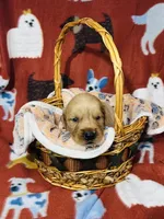 L Mr Mint Green, a male Golden Retriever for sale in Tallahassee, FL – 3 of 3