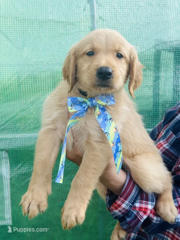 L Mr Yellow – Golden Retriever puppy for sale in Tallahassee, FL