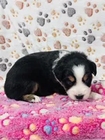 H Miss Black , a female Miniature Australian Shepherd for sale in Tallahassee, FL – 7 of 10