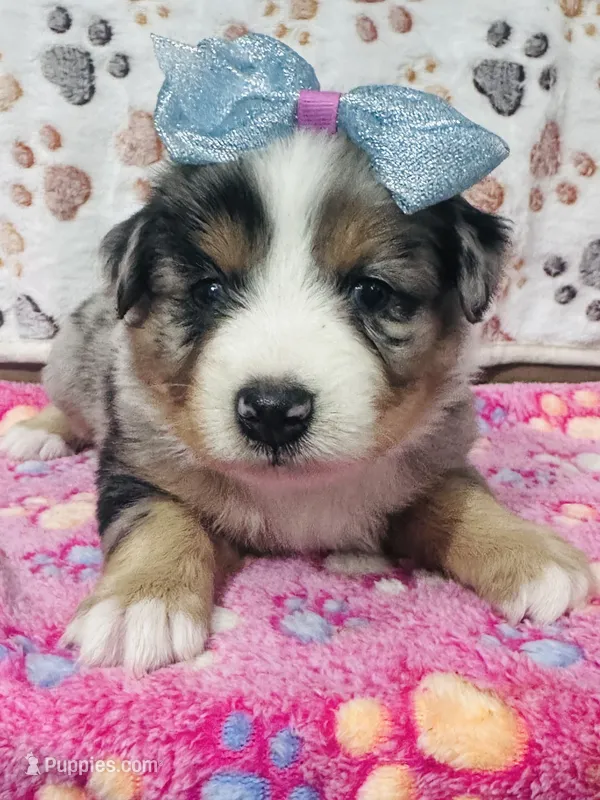 H Miss Purple  – Miniature Australian Shepherd puppy for sale in Tallahassee, FL