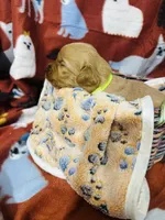 S Mr. Neon Green, a male Golden Retriever for sale in Tallahassee, FL – 3 of 3