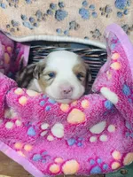 R Miss Pink, a female Miniature Australian Shepherd for sale in Tallahassee, FL – 6 of 10