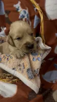 S Mr.Cream, a male Golden Retriever for sale in Tallahassee, FL – 3 of 3