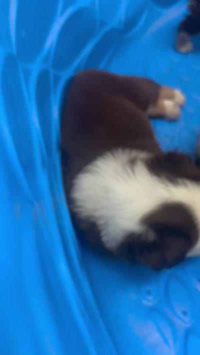 R Mr Green, a male Miniature Australian Shepherd for sale in Tallahassee, FL – 9 of 9
