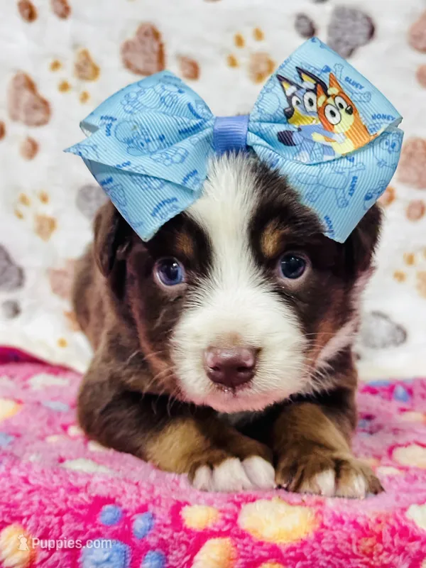 H Miss Blue  – Miniature Australian Shepherd puppy for sale in Tallahassee, FL