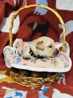 L Mr Brown, a male Golden Retriever for sale in Tallahassee, FL – 2 of 3