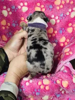 H Miss Purple , a female Miniature Australian Shepherd for sale in Tallahassee, FL – 4 of 4