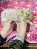 H Miss Lime Green, a female Miniature Australian Shepherd for sale in Tallahassee, FL – 3 of 4
