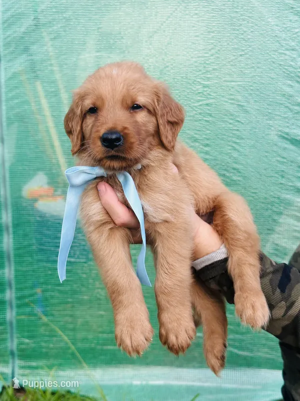 S Mr Royal Blue – Golden Retriever puppy for sale in Tallahassee, FL