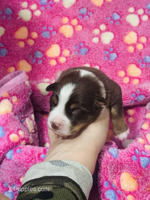 H Miss Brown – Miniature Australian Shepherd puppy for sale in Tallahassee, FL