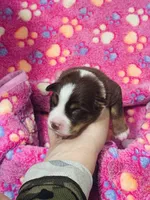 H Miss Brown, a female Miniature Australian Shepherd for sale in Tallahassee, FL – 1 of 3