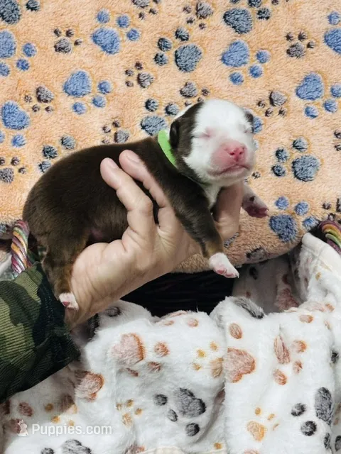 R Mr. Green – Miniature Australian Shepherd puppy for sale in Tallahassee, FL