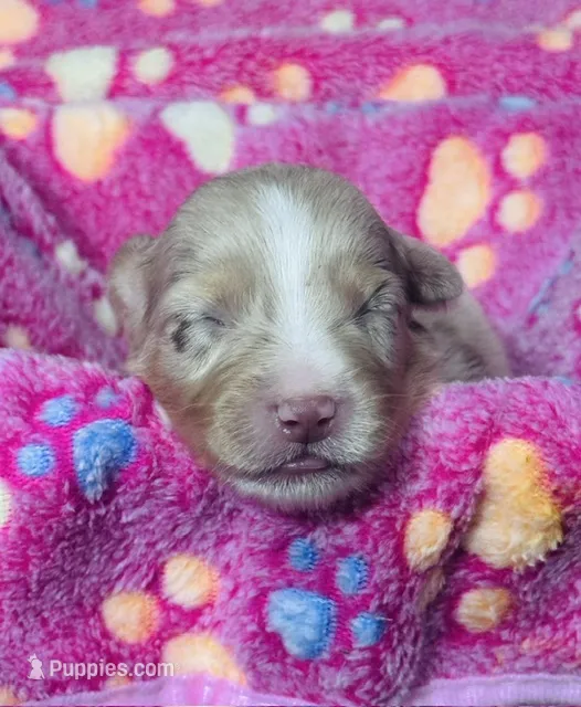 H Miss Lime Green – Miniature Australian Shepherd puppy for sale in Tallahassee, FL