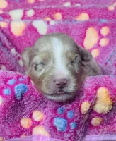 H Miss Lime Green, a female Miniature Australian Shepherd for sale in Tallahassee, FL – 1 of 4