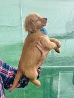 L Mr Gray, a male Golden Retriever for sale in Tallahassee, FL – 3 of 8
