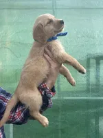 L Miss Red, a female Golden Retriever for sale in Tallahassee, FL – 3 of 8